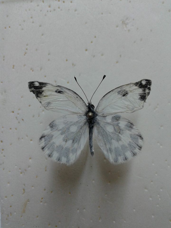 Pontia daplodice male (aberrant,Campogalliano, Italy) (Internet Image property of respective owner, non-commercial use only)